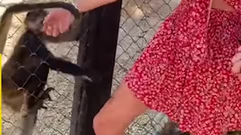 Super Cute Monkeys