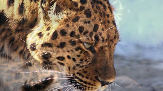 Brazilian Jaguar, the Biggest Cat in the Americas