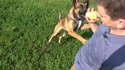 train your dog to fetch