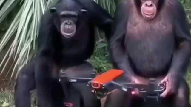 Chimpanzee playing drone