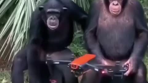 Chimpanzee playing drone