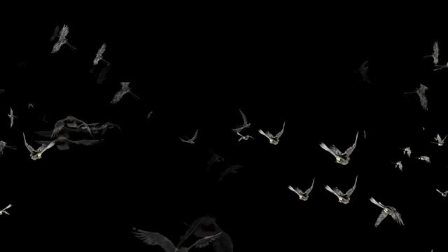splendor of birds