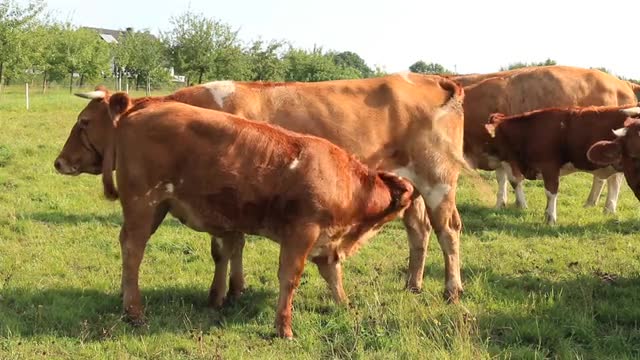 Nature.. Cows