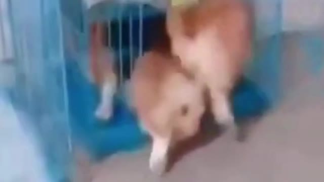 Funny puppies rush for the cage