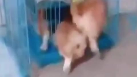 Funny puppies rush for the cage