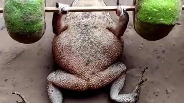 Funny video