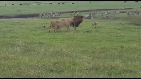 Male Dog Faces Lion