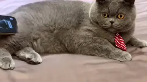 Cat Angry after looked their hair cut