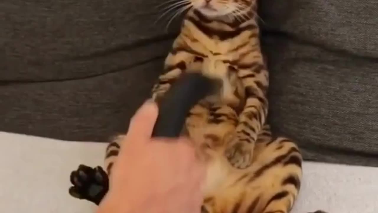 Cute animals