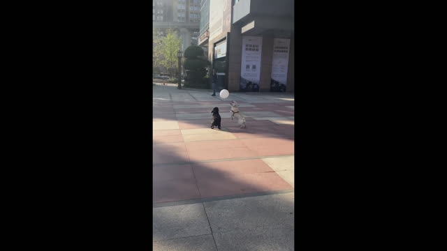 two dogs playing with bubbles are very cute