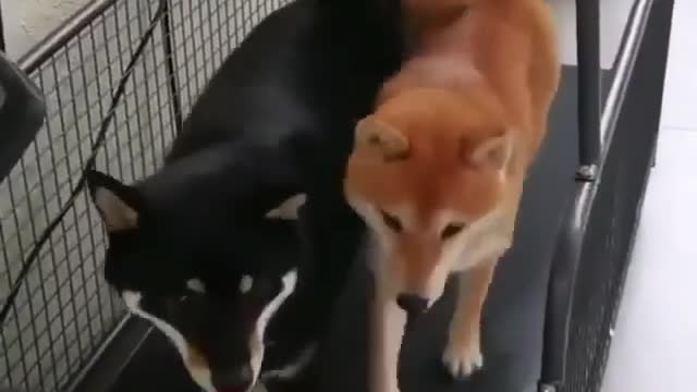 Try not to laugh dogs on treadmill doing exercise😅 😂