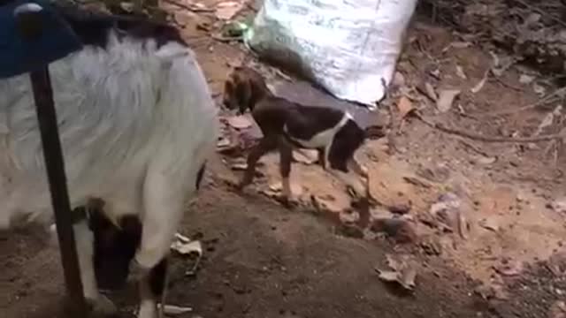 Newly Born Baby goat and it's Mother