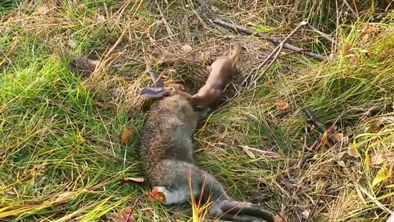 Stoat vs Rabbit Real Fight: Stoat Attacks and Kills Rabbit