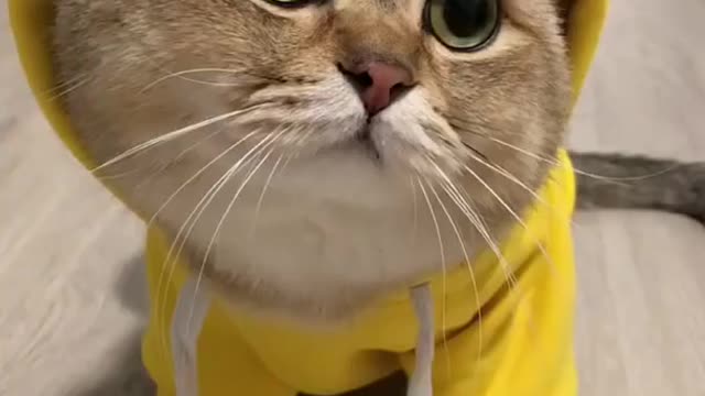 So cute cat