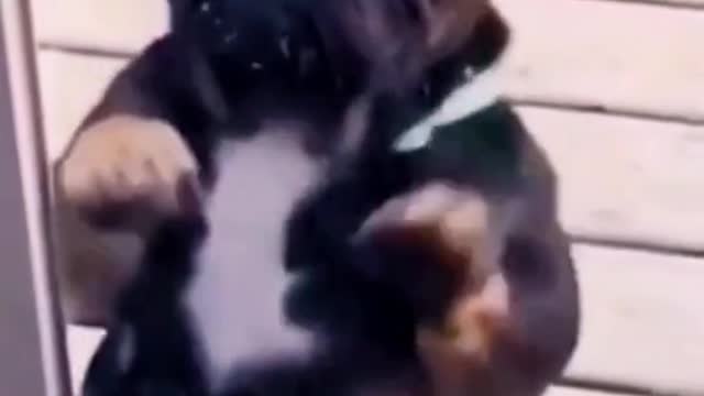 When it is impossible to sit still and want to dance | funny cute dogs