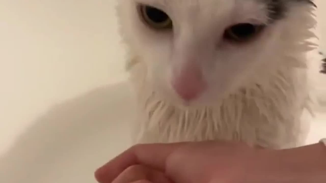 Cat Bath