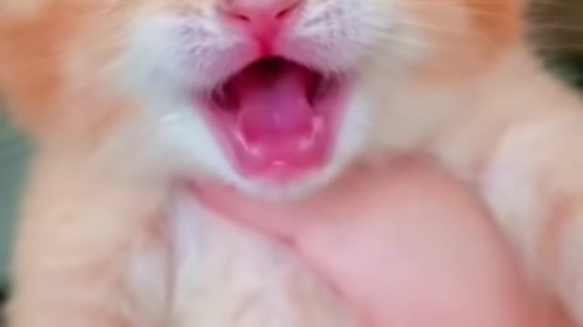 Cat Crying