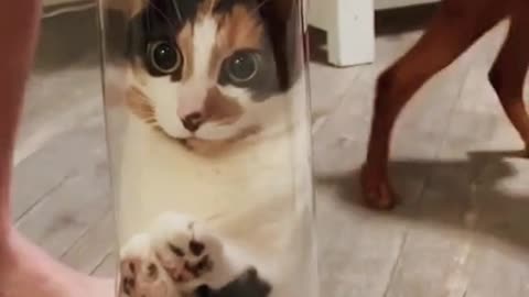 This is a video of a cat in a cup.elegant