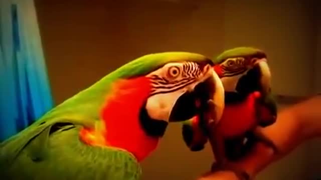 The parrot sees itself in the mirror and talks