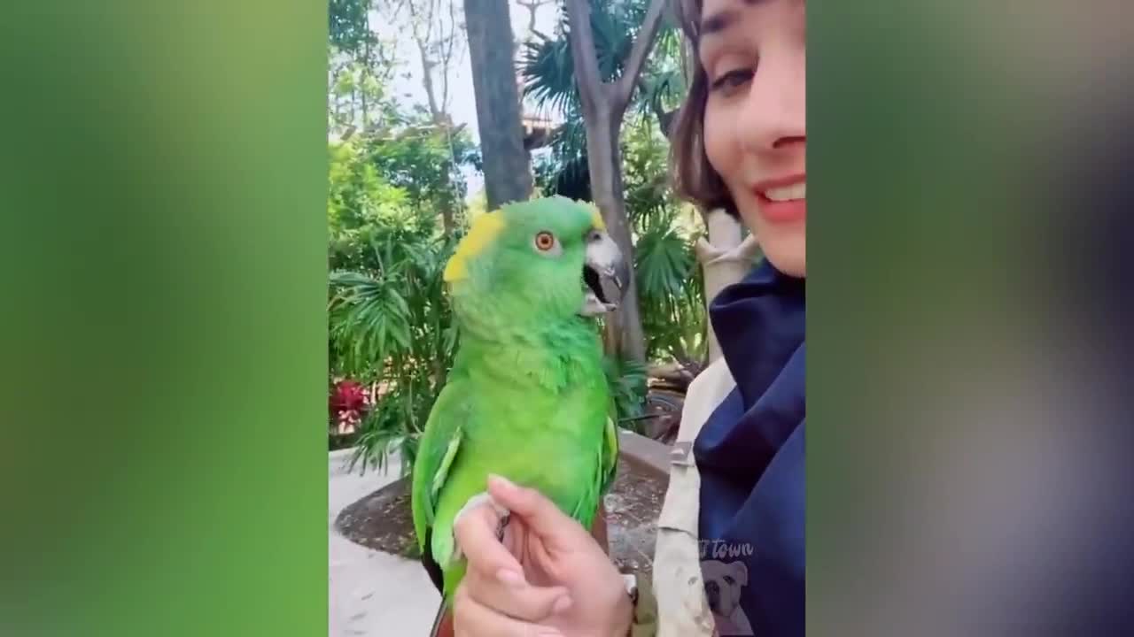 parrot-funny video