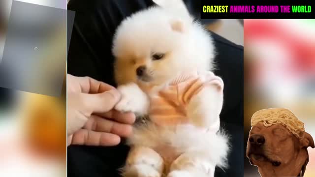 #🐹video Funny Dogs || Cute Little Dog🥰