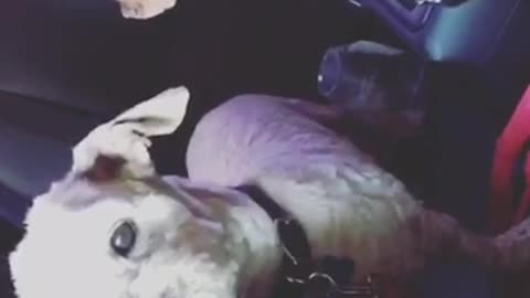 German shepherd puppy sits in driver's seat car