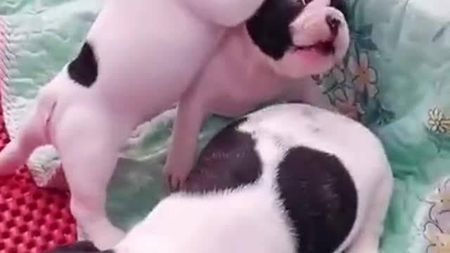 cute puppies