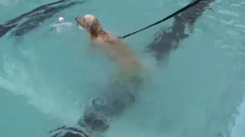 Dog training_ How to Teach Your Dog to Love WATER & SWIMMING.mp4