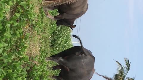 a wonderful herd of buffalo