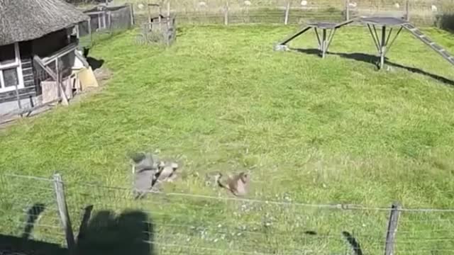 Farm animals come together to save a chicken from a hawk attack