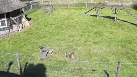 Farm animals come together to save a chicken from a hawk attack