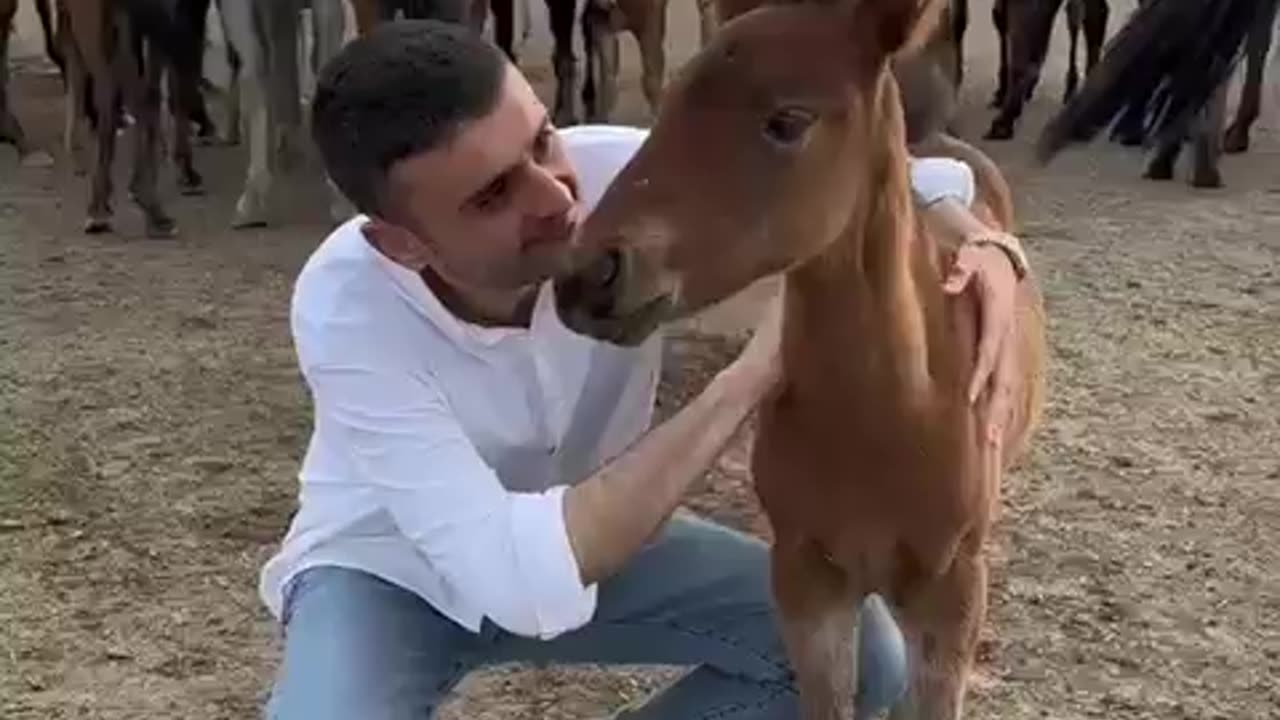 Would Best horse 🐎