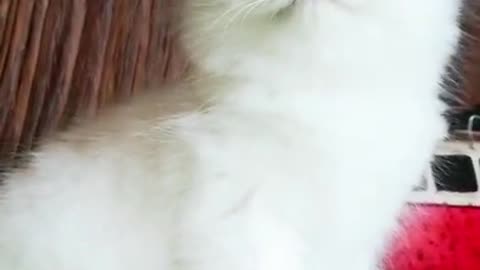 A cute cat video is worth watching.