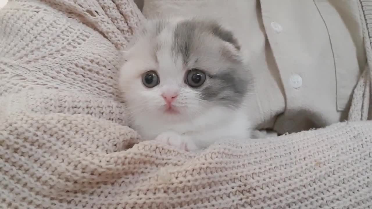 cute kitten videos short leg cat- KimsKennelUS!!!!!