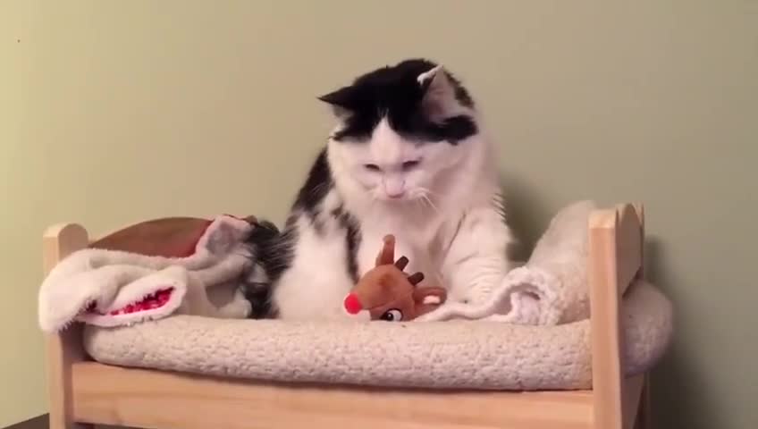 Cat Puts Herself to Sleep in Tiny Human Bed