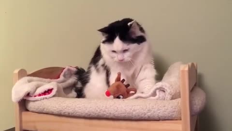 Cat Puts Herself to Sleep in Tiny Human Bed