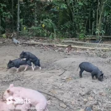 Some Cute Playful Piglets to Brighten the Day