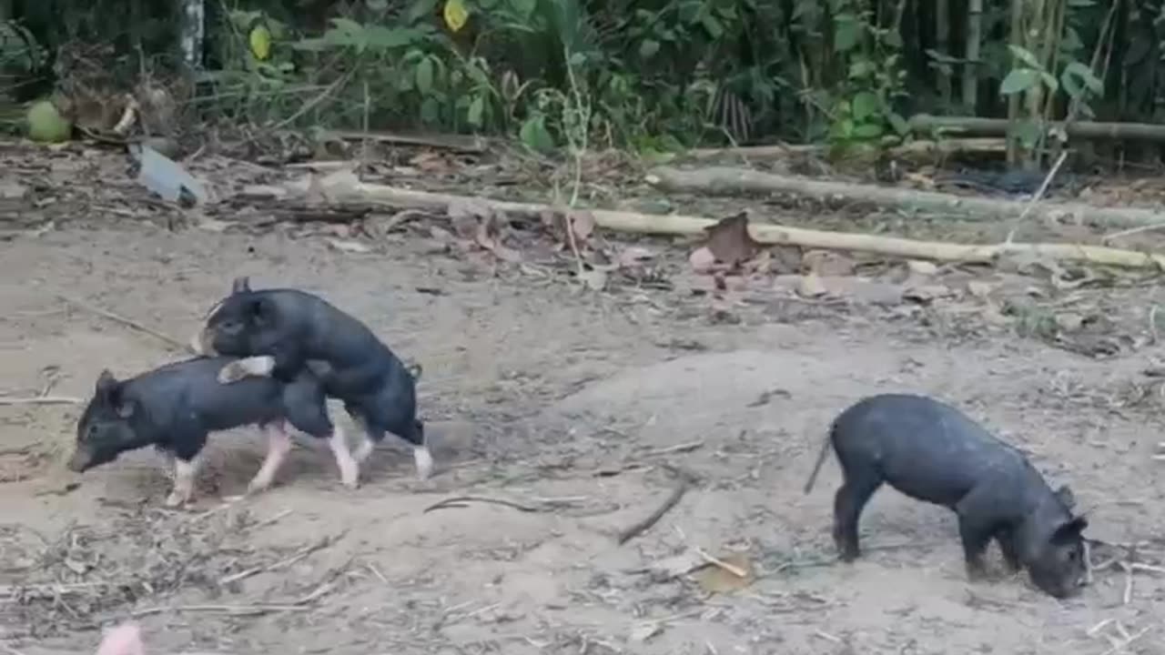 Some Cute Playful Piglets to Brighten the Day