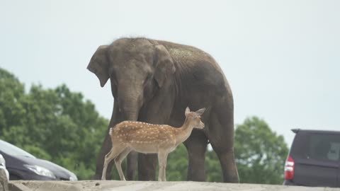 How do animals be friendly?