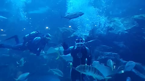 Diver and stingray and water friends at the aquarium.