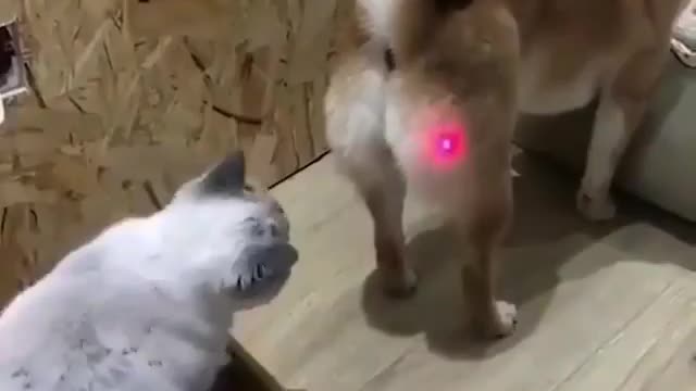 Animal Lazer Light