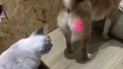 Animal Lazer Light