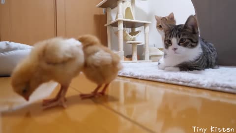kitten and two chicks