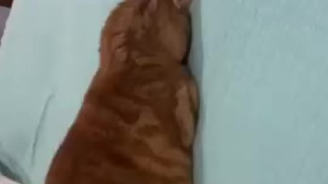 cat sleeping #funny #funnyanimal #shorts #video