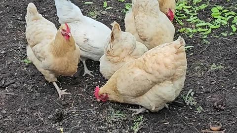 OMC! Hungry Hungry Chickens! - Pecking - Scratching - Happy - Hens! #chickens #pecking #shorts #loop