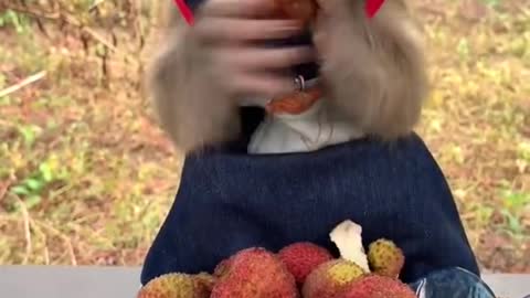 Monkey funny video