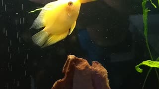 power struggle, and in fish yellow severum