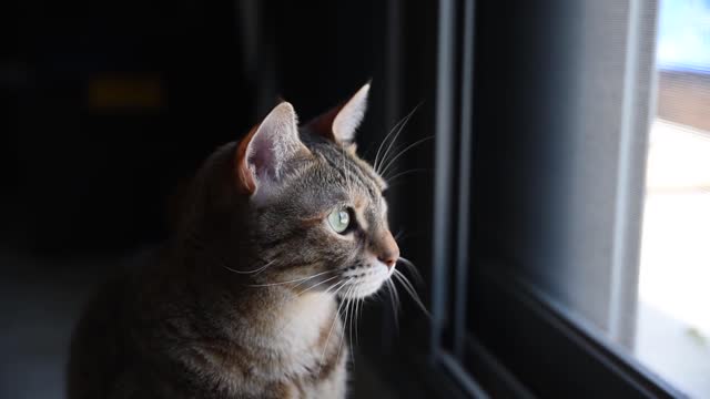 Cat funny view
