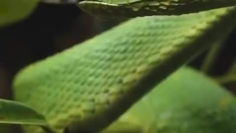 Snake view