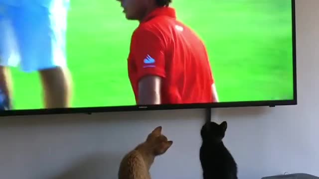 Collab copyright protection - two kittens watch golf fall